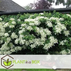 Hortensia - Set om 6 - Hydrangea anomale petiolaris - Höjd 25-40cm - ⌀9cm