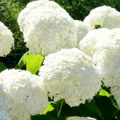 Hortensia - Set om 6 - Hydrangea macrophylla - Höjd 25-40cm - ⌀9cm