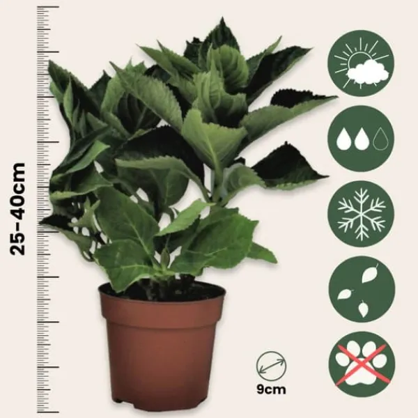 Clearance Hortensia - Set om 3 - Hydrangea macrophylla teller - Höjd 25-40cm - ⌀9cm Krukväxter Inomhus