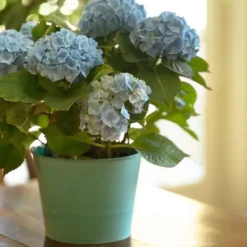 Clearance Hortensia - Set om 3 - Hydrangea macrophylla teller - Höjd 25-40cm - ⌀9cm Krukväxter Inomhus