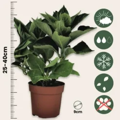 Clearance Hortensia - Set om 6 - Hydrangea macrophylla - Höjd 25-40cm - ⌀9cm Blommor