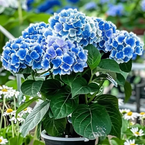 Outlet Hortensia - Set om 3 - Hydrangea macrophylla 'Bavaria' - Höjd 25-40cm - ⌀9cm Blommor