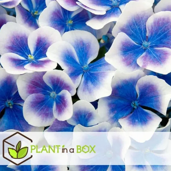 Outlet Hortensia - Set om 3 - Hydrangea macrophylla 'Bavaria' - Höjd 25-40cm - ⌀9cm Blommor