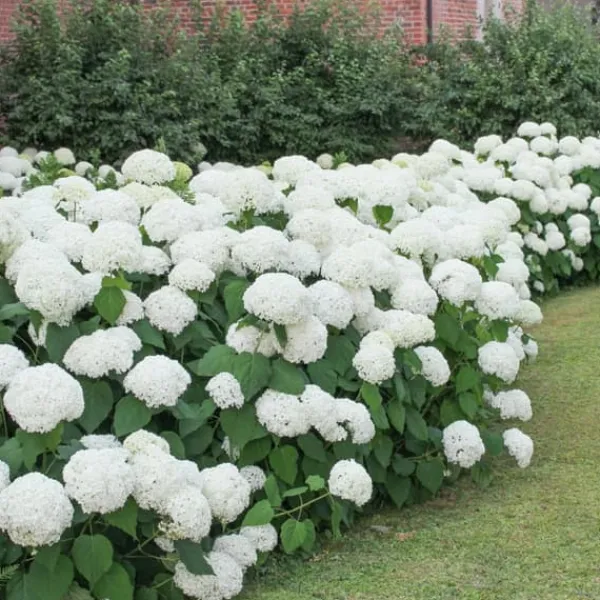 Outlet Hortensia - Set om 6 - Hydrangea macrophylla 'Wudu' - Höjd 25-40cm - ⌀9cm Blommor