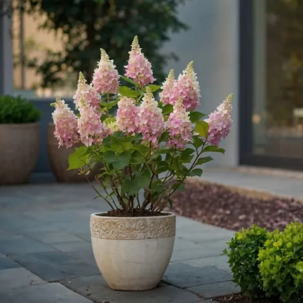 New Hortensia - Set om 2 - Hydrangea paniculata 'Pinky Winky' - Höjd 25-40cm - ⌀19cm Buskar