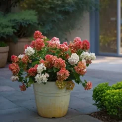 Hortensia - Set om 2 - Hydrangea paniculata 'Wim's Red' - Höjd 25-40cm - ⌀19cm
