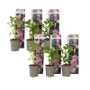 Hortensia - Set om 6 - Hydrangea macrophylla 'Early Pink' - Höjd 25-40cm - ⌀9cm