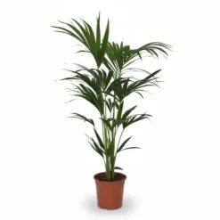 Online Howea Forsteriana Krukväxt Ø21cm Höjd ca 120cm Krukväxter Inomhus