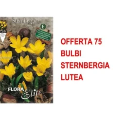 Best HÖSTBULB OFFER 75 BULB STERNBERGIA LUTEA BULLAR BULBES Fröer & Lökar