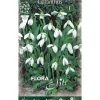 HÖSTBULBARN GALANTHUS ELWESII FÖRPACKNING MED 10 BULBER BULBS BULBES