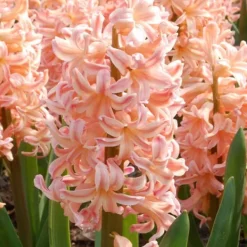 Hyacintlökor - Set om 15 - Hyacinthus 'Gipsy Queen' - Blomlökar - Orange