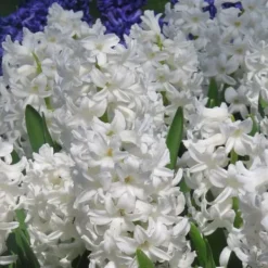 Sale Hyacintlökor - Set om 20 - Hyacinthus 'Carnegie' - Blomlökar - Vit Fröer & Lökar