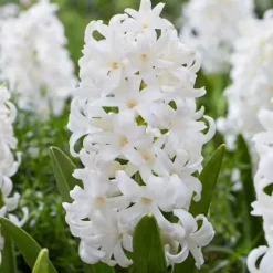 Sale Hyacintlökor - Set om 20 - Hyacinthus 'Carnegie' - Blomlökar - Vit Fröer & Lökar