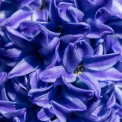 Hot Hyacintlökor - Set om 15 - Hyacinthus 'Blue Trophy' - Blomlökar - Blå Fröer & Lökar