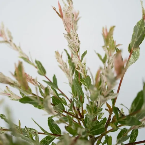Outlet Japansk dvärgpil - Salix integra 'Flamingo' - Höjd 60-80cm - Kruka 17cm Trädgårdsväxter