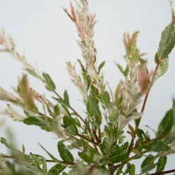 Japansk dvärgpil - Set om 2 - Salix integra 'Flamingo' - Höjd 60-80cm - ⌀17cm