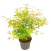Best Japansk lönn - Acer palmatum 'Orange Lace' - Höjd 60-70cm - ⌀19cm Träd