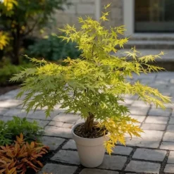 Best Japansk lönn - Acer palmatum 'Orange Lace' - Höjd 60-70cm - ⌀19cm Träd