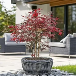 Japansk lönn - Acer palmatum 'Starfish' - Höjd 60-70cm - ⌀19cm