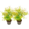 Hot Japansk lönn - Set om 2 - Acer palmatum 'Orange Lace' - Höjd 60-70cm - ⌀19cm Träd