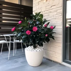 Japansk Ros - Set om 2 - Camellia japonica 'Dr. King' - Höjd 50-60cm - ⌀15cm Trädgårdsväxter