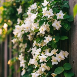 Jasmin - Set om 3 - Jasminum 'Officinale' - Höjd 25-40cm - ⌀9cm