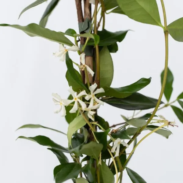 Discount Jasmin - Set om 8 - Trachelospermum jasminoides - Höjd 110-120cm - ⌀17cm Trädgårdsväxter