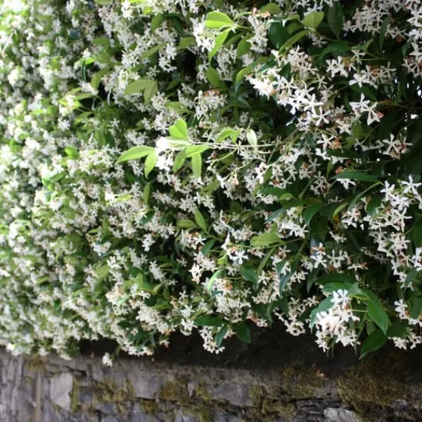Jasmin - Set om 3 - Trachelospermum jasminoides - Höjd 25-40cm - ⌀9cm