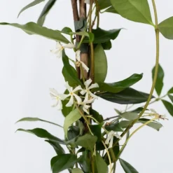 Sale Jasmin - Trachelospermum jasminoides - Höjd 110-120cm - ⌀17cm Trädgårdsväxter