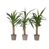 Jättepalmlilja - Set om 3 - Yucca elephantipes - Höjd 50-60cm - ⌀14cm Krukväxter Inomhus