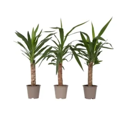 Jättepalmlilja - Set om 3 - Yucca elephantipes - Höjd 50-60cm - ⌀14cm Krukväxter Inomhus