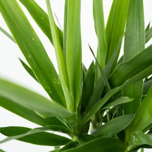 Clearance Jättepalmlilja - Yucca elephantipes - Höjd 70-80cm - ⌀17cm Krukväxter Inomhus