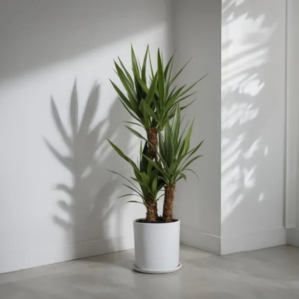 Jättepalmlilja - Yucca elephantipes - Höjd 70-80cm - ⌀21cm Krukväxter Inomhus