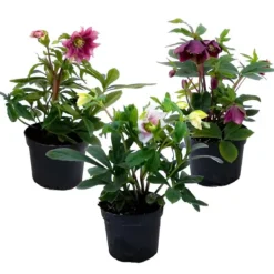 Discount Julros - Set om 3 - Helleborus orientalis - Höjd 20-30cm - ⌀12cm Blommor