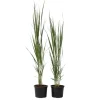 Hot Jungfruhirs - Set om 2 - Panicum virgatum 'Northwind' - Höjd 40-60cm - ⌀23cm Trädgårdsväxter