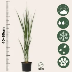Hot Jungfruhirs - Set om 2 - Panicum virgatum 'Northwind' - Höjd 40-60cm - ⌀23cm Trädgårdsväxter