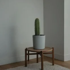 Kaktuseuforbia - Euphorbia ingens - Höjd 40-50cm - ⌀18cm