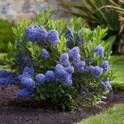 Hot Kalifornisk lilak - Ceanothus thyrsiflorus Repens - Höjd 60-70cm - ⌀17cm Trädgårdsväxter