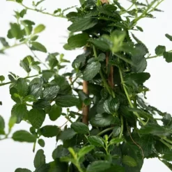 Hot Kalifornisk lilak - Ceanothus thyrsiflorus Repens - Höjd 60-70cm - ⌀17cm Trädgårdsväxter