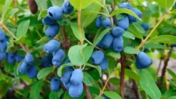 Sale Kamchatka bärgödsel 1 kg AMPOL Gödningsmedel