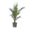 Outlet Kanariepalm - Phoenix canariensis - Höjd 80-100cm - ⌀19cm Krukväxter Inomhus