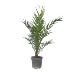 Outlet Kanariepalm - Phoenix canariensis - Höjd 80-100cm - ⌀19cm Krukväxter Inomhus