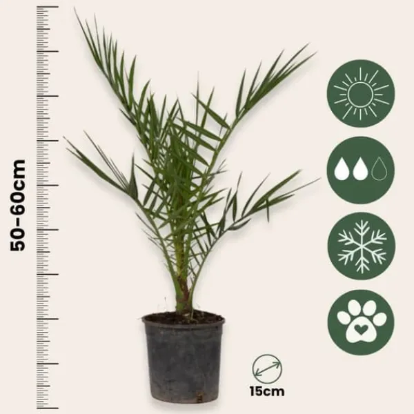 Kanariepalm - Set om 4 - Phoenix canariensis - Höjd 50-60cm - ⌀15cm