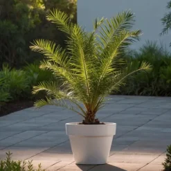Kanariepalm - Set om 4 - Phoenix canariensis - Höjd 50-60cm - ⌀15cm