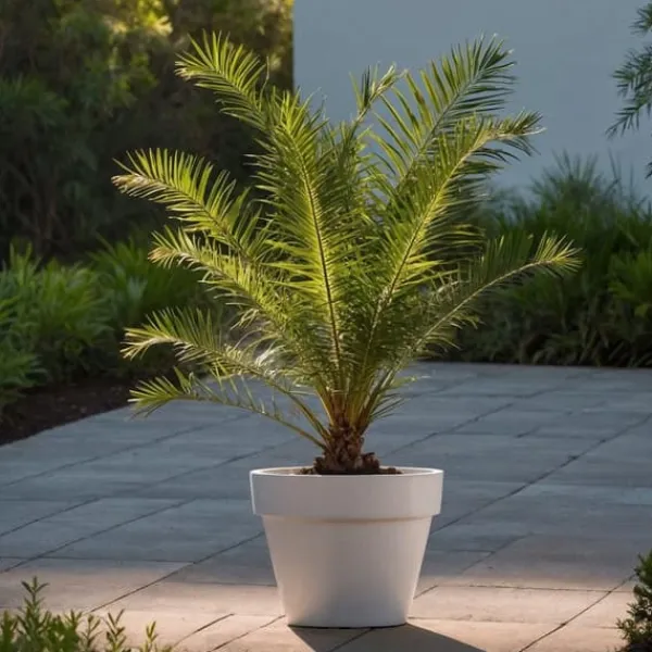 Kanariepalm - Set om 4 - Phoenix canariensis - Höjd 50-60cm - ⌀15cm
