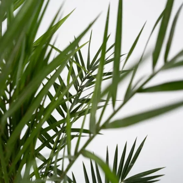 Kanariepalm - Set om 4 - Phoenix canariensis - Höjd 50-60cm - ⌀15cm