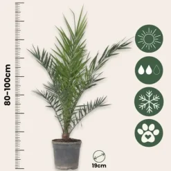 Clearance Kanariepalm - Set om 2 - Phoenix canariensis - Höjd 80-100cm - ⌀19cm Krukväxter Inomhus