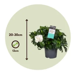 Kapjasmin - Set om 4 - Gardenia jasminoides - Höjd 20-30cm - ⌀13cm