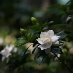 Kapjasmin - Set om 4 - Gardenia jasminoides - Höjd 20-30cm - ⌀13cm