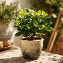 Kapjasmin - Set om 4 - Gardenia jasminoides - Höjd 20-30cm - ⌀13cm